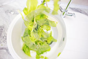 The process of washing green salad leaves in the home kitchen in the sink. Summer vitamins