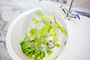 The process of washing green salad leaves in the home kitchen in the sink. Summer vitamins