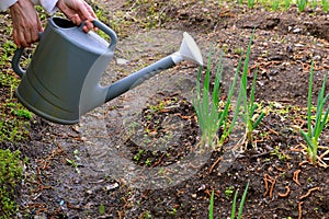 Process of watering beds with green onions using a watering can. female hands holding a watering can without water