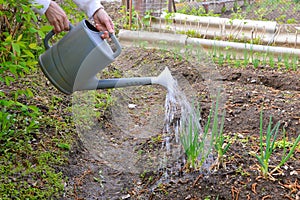 Process of watering beds with green onions using a watering can. female hands holding a watering can with water