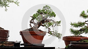 Process of watering and caring for green plant. Bonsai Gardening Concept.