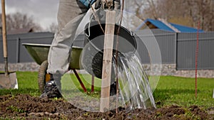 Process of watering young tree seedlings into fertile soil. Volunteer planting tree and watering. Farmer pours water