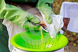 The process of work in fish farming. Obtaining yellow caviar from brook trout.