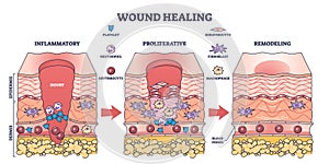Process of wound healing and anatomical body injury repair outline diagram