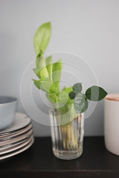 The process of the Zamioculcus flower stands in a glass beaker to take root.