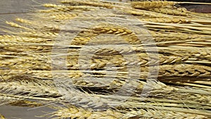 Processed organic wheat grains as agricultural background