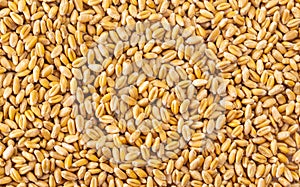 The processed organic wheat grains as agricultural background