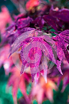 Processed purple image of Red maple tree over green, natural background