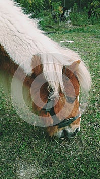 Shetland Pony 2 photo