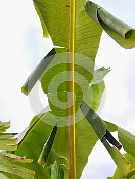 collection of caterpillar nests from banana leaves