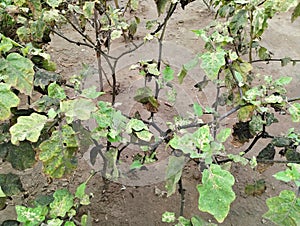 Eggplant plants are attacked by pests and diseases photo