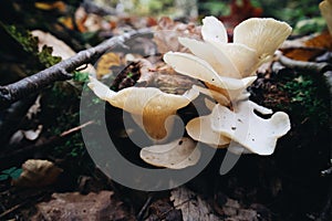 Fungus un the Forest