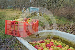 Processing of apples for juice production.