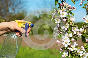 Processing branches of a flowering apple tree in the garden from various pests or insects. Prevention of the spring garden