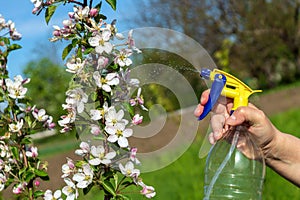 Processing branches of a flowering apple tree in the garden from various pests or insects. Prevention of the spring garden