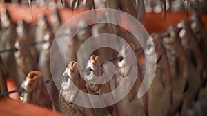 Processing dried fish at a fish factory. Fish drying. fish seafood factory