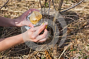 Processing of garden graft apple trees in spring