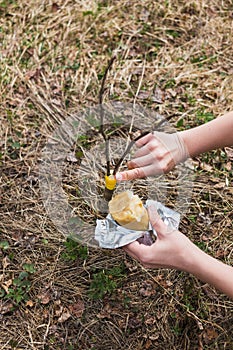 Processing of garden graft apple trees in spring