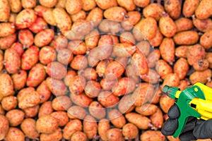 Processing of potatoes with dressing from Colorado potato beetle before planting