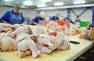 Processing poultry in the food industry. chicken