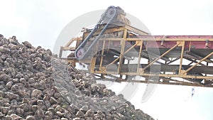 Processing of sugar beet. Harvesting beets for shipment to a processing plant.