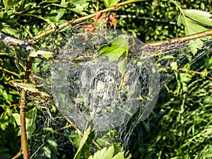 Procession caterpillar nest on the treen trunk of an oak tree