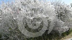 Procession caterpillar nest webs