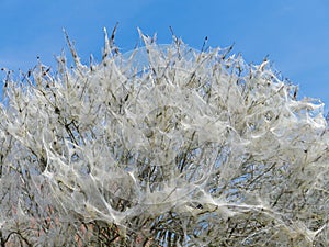 Procession caterpillar nest webs covering a tree