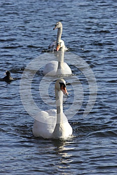 Procession of mute swans