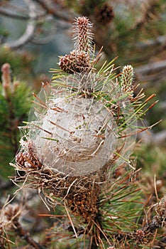 Processional Pine Caterpillar nest