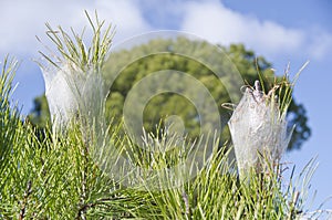 Processionary caterpillar
