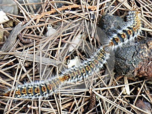 Processionary Caterpillar