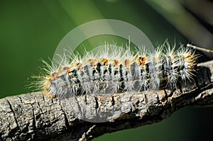 Processionary caterpillar climbing the branch photo