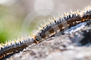 Processionary caterpillar looking for a place to bury itself in spring photo