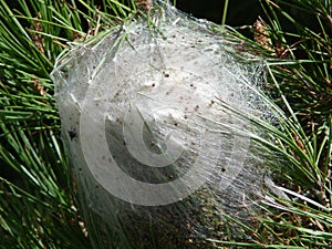 Processionary caterpillar nest