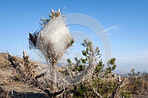 Processionary caterpillar nest
