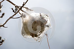 Processionary caterpillar nest photo