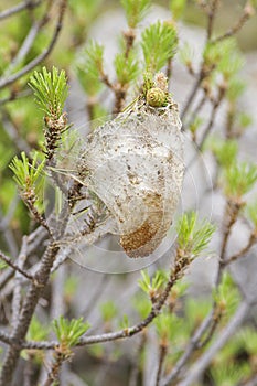 Processionary caterpillar in a pine tree