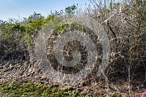 Processionary caterpillar or the Thaumetopoea Pityocampa