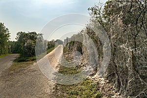 Processionary caterpillar or the Thaumetopoea Pityocampa