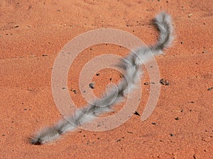 Processionary caterpillars, Denham, Australia