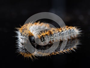 processionary worm on black background