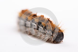 macro processionary worm on white background