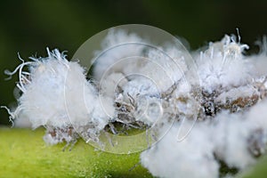 Prociphilus bumeliae. A colony of hairy, wax-covered aphid secretions on an ash tree photo