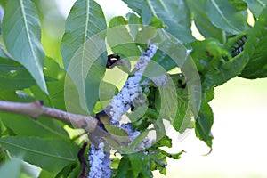 Prociphilus bumeliae. A colony of hairy, wax-covered aphid secretions on an ash tree photo