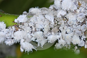 Prociphilus bumeliae. A colony of hairy, wax-covered aphid secretions on an ash tree photo