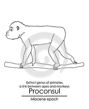 Proconsul, extinct genus of primate