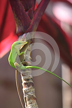 Procreation of the green Anole photo