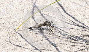 Proctacanthus Robber Fly Predating a Microbembex Bee in Colorado photo