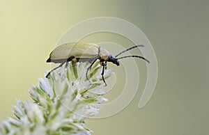 Proctenius species shiny metallic green beetle with black head and antennae perched on a spike on a uniform luminous green